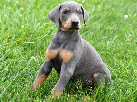 blue doberman pics|blue and rust doberman pinscher.